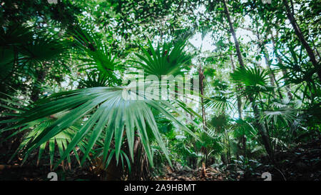 Chit Palmen in der Sian Ka'an Nationalpark, Yucatan, Mexiko Stockfoto