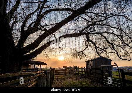 Horses and Willow Tree at Sunset Pennsylvania // RONKS, Pennsylvania - das Red Caboose Motel in der Nähe von Lancastter, PA, ist ein Motel und Restaurant im Eisenbahnstil. Es ist nicht weit von anderen Bahnattraktionen und Museen in der Nähe. Die Unterkünfte für das Hotel sind in umgebauten alten Triebwagen. Stockfoto