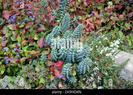 (Euphorbia myrsinites Walzen-Wolfsmilch), (Ceratostigma plumbaginoides), potsdam-bornim Förster-Garten Stockfoto