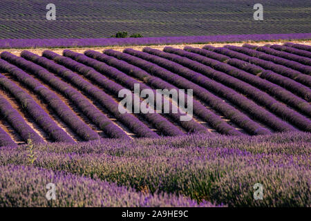 Lavendel Felder auf der Ebene von Valensole Provence im Süden Frankreichs Stockfoto