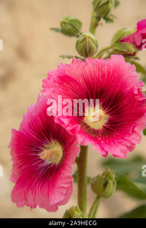 In der Nähe der wilden Malve rosa Blume in Banon, Frankreich, Provence, Alpes-de-Haute-Provence in der Region Provence-Alpes-Côte d'Azur im Südosten Fr Stockfoto