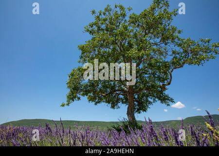 Banon, Frankreich, Provence, Alpes-de-Haute-Provence in der Region Provence-Alpes-Côte d'Azur im Südosten Frankreichs, Lavendel Felder Stockfoto