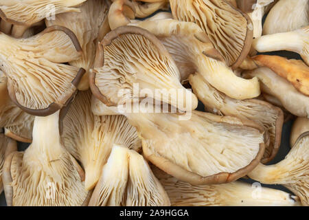 Blick von oben auf die 'Pleurotus ostreatus' Austernpilze Stockfoto