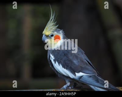 Nahaufnahme einer hübschen grauen Nymphensittich, Nymphicus hollandicus, mit einem gelben Crest und orange Patch Stockfoto