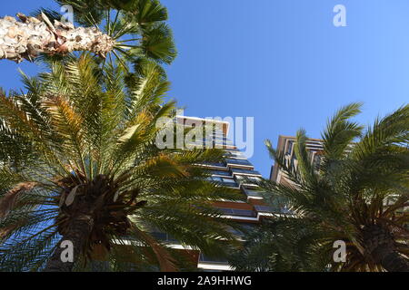Palmen und Hochhäuser an der Playa Levante Waterfront, Low Angle View, Benidorm, Alicante, Spanien Stockfoto
