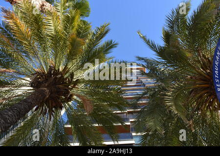 Palmen und Hochhäuser an der Playa Levante Waterfront, Low Angle View, Benidorm, Alicante, Spanien Stockfoto