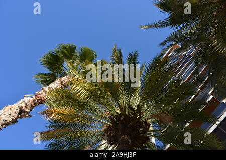 Palmen und Hochhäuser an der Playa Levante Waterfront, Low Angle View, Benidorm, Alicante, Spanien Stockfoto