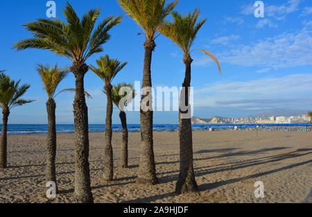 Palmen am Strand Playa Levante in den frühen Morgen, Benidorm, Alicante, Spanien Stockfoto