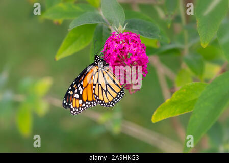 Monarchfalter danaus plexippus Fütterung auf eine rosa Blume eines Schmetterlings Bush Stockfoto