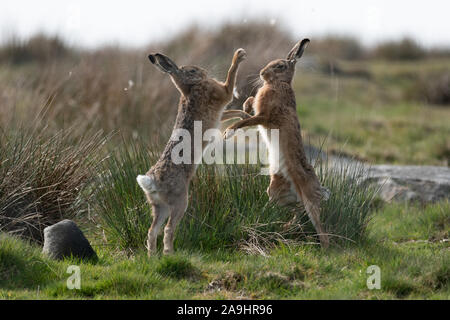 Mad März Hasen, Europäischen braunen Hasen (Lepus europaeus Boxen mit einem moorlandschaften Hintergrund Stockfoto