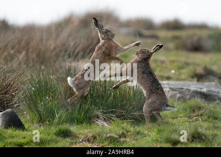 Mad März Hasen, Europäischen braunen Hasen (Lepus europaeus Boxen mit einem moorlandschaften Hintergrund Stockfoto