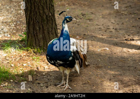Die indischen Pfau (Pavo cristatus). Männlich - Pfau mit seitlichem leucistism im ZOO. Dieser Vogel ist der Nationalvogel von Indien Stockfoto