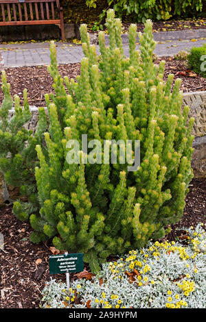 Hobart Australien / die Royal Tasmanian Botanaical Gardens in Hobart, Tasmanien. Adenanthos Sericeus, Silbersträhnen Wollbusch. Stockfoto