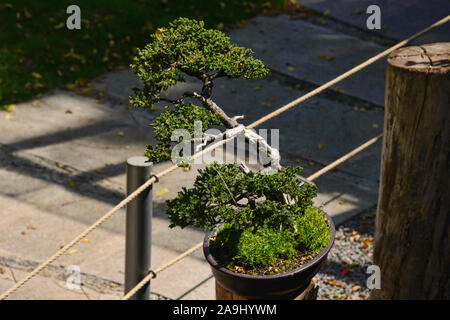 Bonsai Baum in den Botanischen Gärten von Quito, Quito, Ecuador Stockfoto