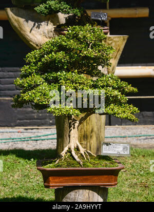 Bonsai Baum in den Botanischen Gärten von Quito, Quito, Ecuador Stockfoto