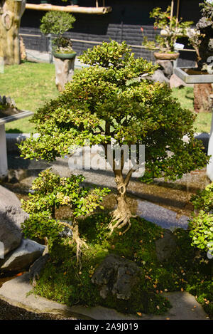 Bonsai Baum in den Botanischen Gärten von Quito, Quito, Ecuador Stockfoto