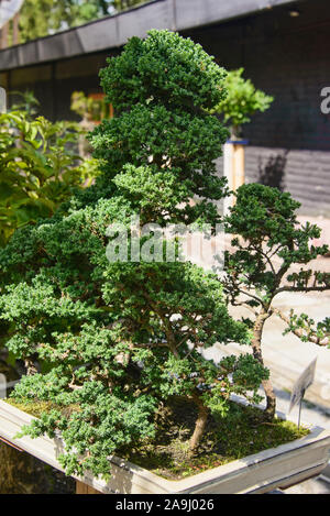 Bonsai Baum in den Botanischen Gärten von Quito, Quito, Ecuador Stockfoto