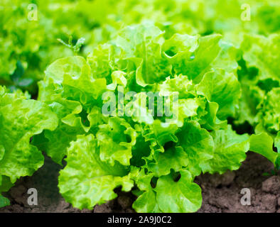 Frische organische Kopfsalat wächst auf einem Bett im Garten. Stockfoto