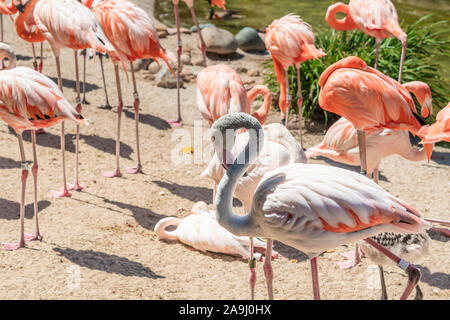 Flamingo. Herde von Flamingo in natürlichen Hintergrund Stockfoto