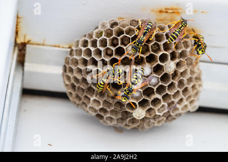 Gelbe jacke Hornissen auf dem Bienenstock. Stockfoto