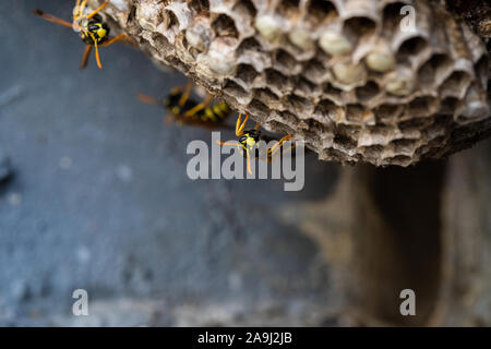 Makroaufnahme einer gelben Jacke Hornet stehend auf einem Bienenstock. Stockfoto