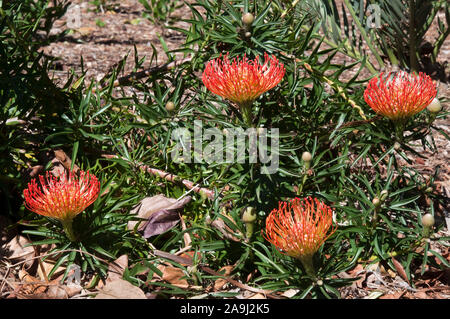 Sydney Australien, leuchtend orange Blütenköpfe eines Leucospermum x lineare Busch im Garten Stockfoto