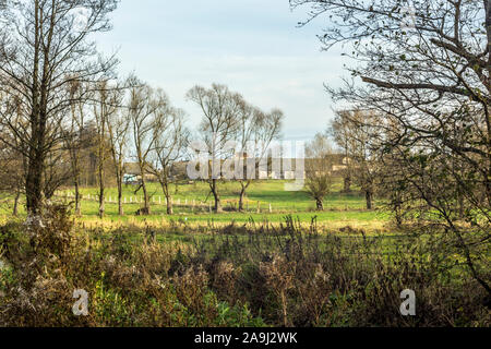 Spät fallen. Scheunen in der Mitte der grüne Wiesen stehen. Bäume ohne Blätter im Vordergrund. Podlasien, Polen. Stockfoto