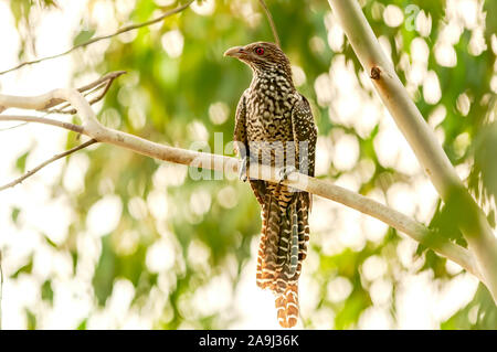 Weibliche asiatische koel Sitzen auf einem Ast Stockfoto