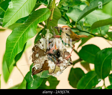 Gemeinsame tailorbird Fütterung Küken im Nest auf einem Baum. Dieses Bild zeigt die reine Mutterschaft einer gemeinsamen tailorbird. Stockfoto