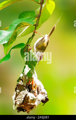 Gemeinsame tailorbird beobachten Küken im Nest auf einem Ast. Diese Mutter ist zu vorsichtig für ihre youngones. Stockfoto