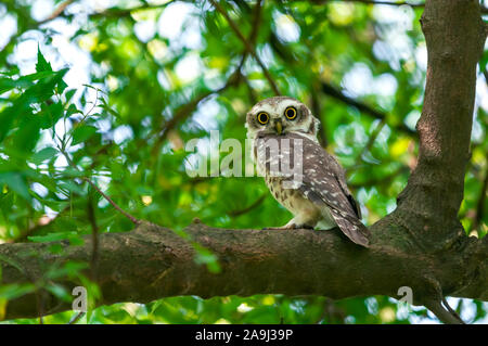 Süße gefleckte owlet, den Augenkontakt. Stockfoto