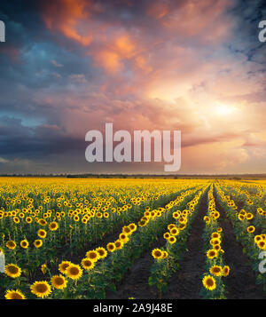 Feld von Sonnenblumen. Zusammensetzung der Natur. Stockfoto