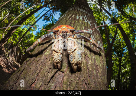 Coconut Crab, Räuber Krabben, oder Palm Dieb, Birgus latro, Klettern am Baum, Christmas Island, Australien Stockfoto