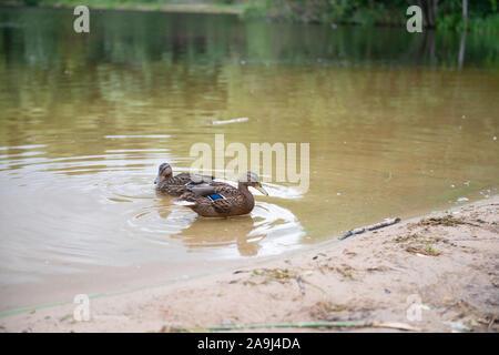 Zwei schöne Enten ruhen auf dem See Stockfoto