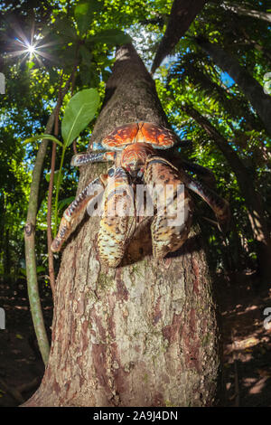 Coconut Crab, Räuber Krabben, oder Palm Dieb, Birgus latro, Klettern am Baum, Christmas Island, Australien Stockfoto