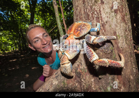 Frau touristische, Beobachten coconut Crab, Räuber Krabben, oder Palm Dieb, Birgus latro, Klettern am Baum, Christmas Island, Australien Stockfoto