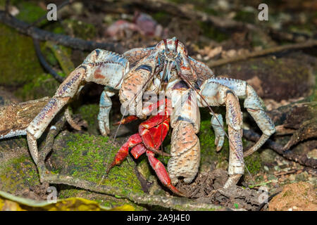 Coconut Crab, Räuber Krabben, oder Palm Dieb, Birgus latro, Fütterung auf Christmas Island Red Crab,, Christmas Island, Australien Stockfoto