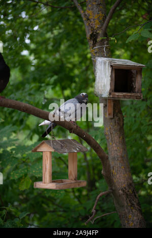 Taube in einem Vogelhaus im Park auf einem grünen Hintergrund Stockfoto