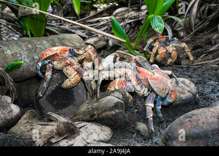 Gruppe von Coconut Crab, Räuber Krabben, oder Palm Dieb, der territorialen Streitigkeiten, Birgus latro, Christmas Island, Australien Stockfoto