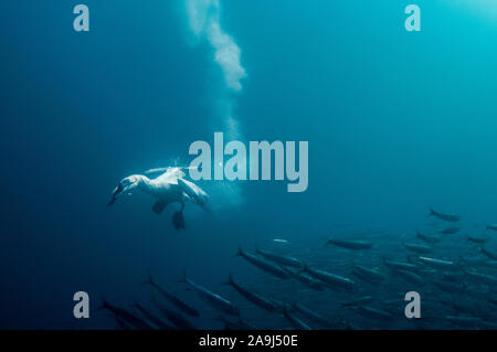 Kaptölpel, Morus capensis, Gefährdete, mit Federn vom Tauchen fang Southern African Sardinen, sardinops Biographie <Port St. Johns, Wild Coast, Eas Stockfoto