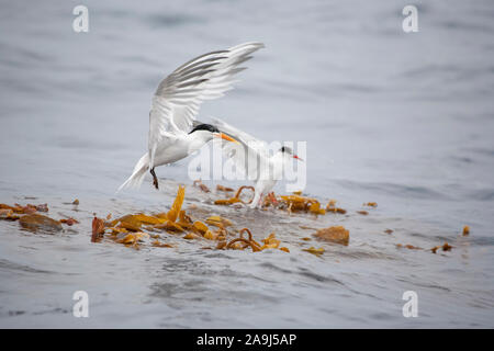 Elegante Seeschwalben, Sterna elegans, Fütterung auf Sardinen gefahren Paddy, Kelp, Macrocystis pyrifera, Makrele. La Jolla, San Diego, Kalifornien, USA, Pac Stockfoto