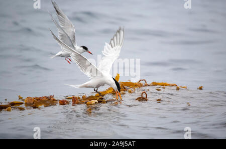 Elegante Seeschwalben, Sterna elegans, Fütterung auf Sardinen gefahren Paddy, Kelp, Macrocystis pyrifera, Makrele. La Jolla, San Diego, Kalifornien, USA, Pac Stockfoto