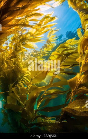 Giant kelp, Macrocystis pyrifera, La Jolla, San Diego, Kalifornien, USA, Pazifischer Ozean Stockfoto