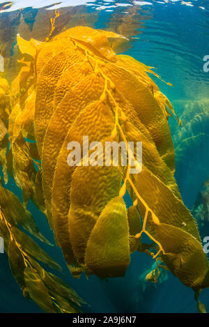 Giant kelp, Macrocystis pyrifera, La Jolla, San Diego, Kalifornien, USA, Pazifischer Ozean Stockfoto