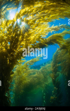 Giant kelp, Macrocystis pyrifera, La Jolla, San Diego, Kalifornien, USA, Pazifischer Ozean Stockfoto