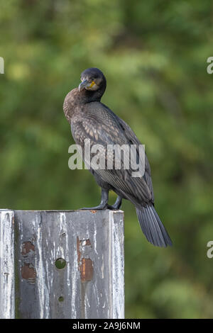 Kormoran (Phalacrocorax Carbo) Stockfoto