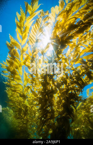 Giant kelp, Macrocystis pyrifera, La Jolla, San Diego, Kalifornien, USA, Pazifischer Ozean Stockfoto