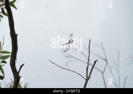 Golden Orb Weaver spider hängen in einem web auf Mt Tibrogargan Stockfoto