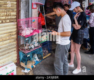 HAIKOU, HAINAN, CHINA - Mar 2 2019 - Pet Shop in Haikou, China mit Tieren eng in kleinen Käfigen. Sensibilisierung der Öffentlichkeit für Tierschutz wächst in C Stockfoto