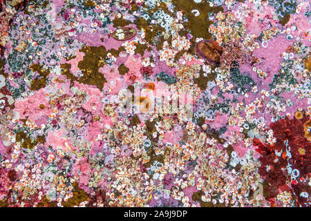 Kalkhaltige Röhrenwürmern, Serpula columbiana, chitons, Tonicella Arten, inkrustierende Kalkalgen, Sechelt Inlet, Egmont, British Columbia, Kanada, Pac Stockfoto